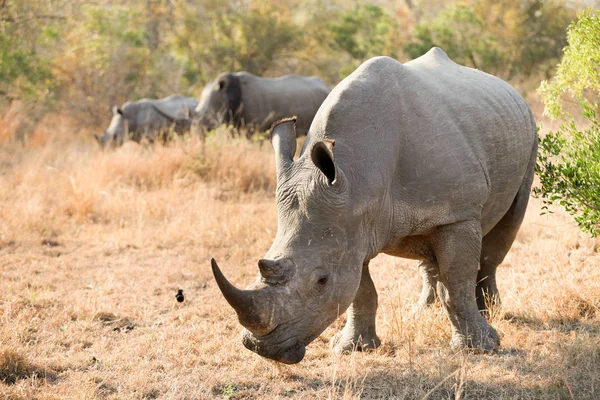 关闭在南非游戏保护区的年轻非洲白犀牛的看法 — 图库照片