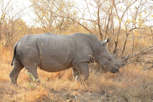 Närbild Bild Stor Afrikansk White Rhino Sydafrikansk Game Reserve — Stockfoto