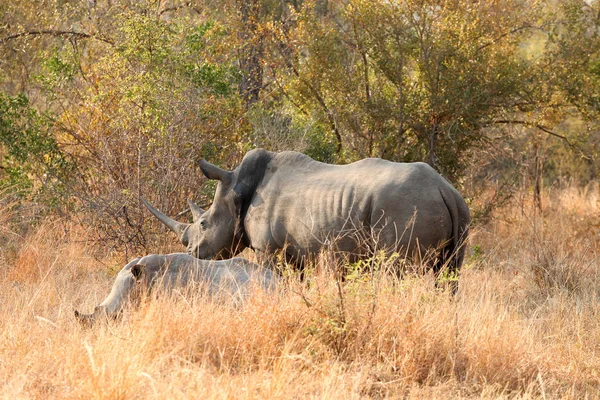 Bir Güney Afrika oyunu yedekte bir atış Afrika Beyaz Rhino görünümünü kapat