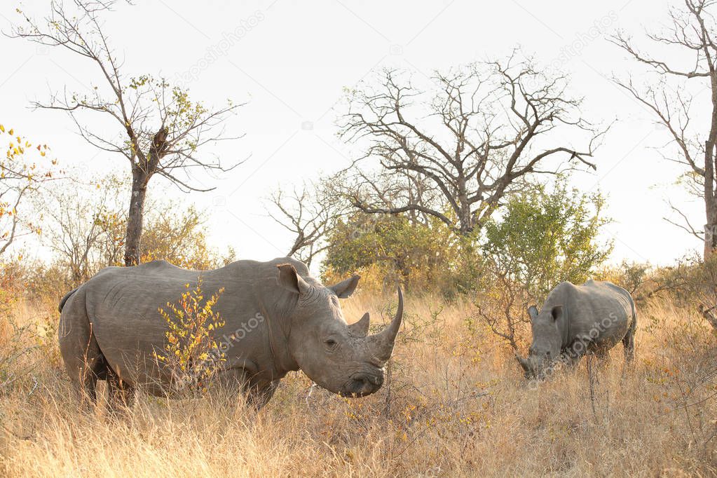 Close up view of a Large African White Rhino in a South African Game Reserve