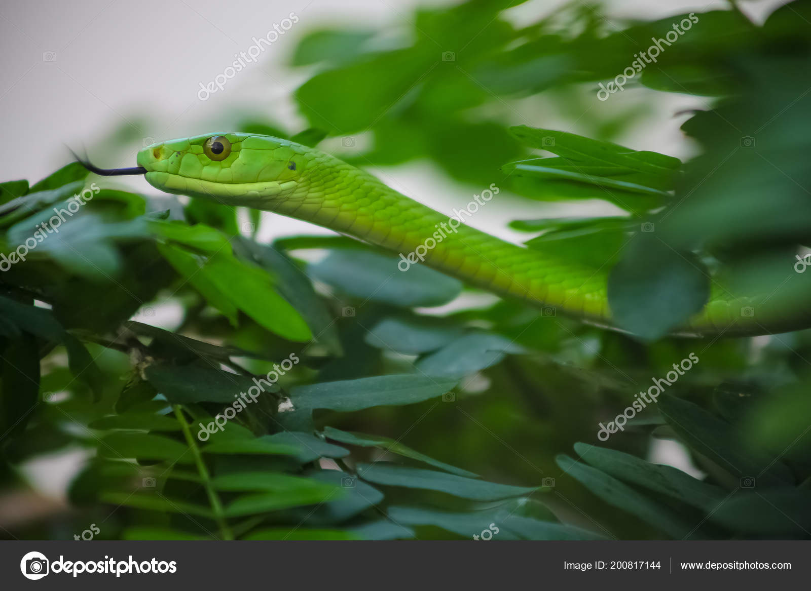 Venomous Green Mamba Tree Snake South African Wildlife Preserve