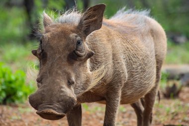 Güney Afrikalı vahşi Warthog rezerv oyun