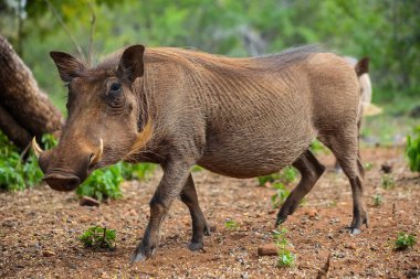 Güney Afrikalı vahşi Warthog rezerv oyun