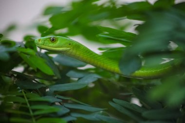 Güney Afrika yaban hayatı koruma zehirli yeşil Mamba ağaç yılan 