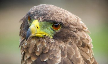 Makro bir yeşil ve sarı gagası ile kahverengi bir kartal kapatın