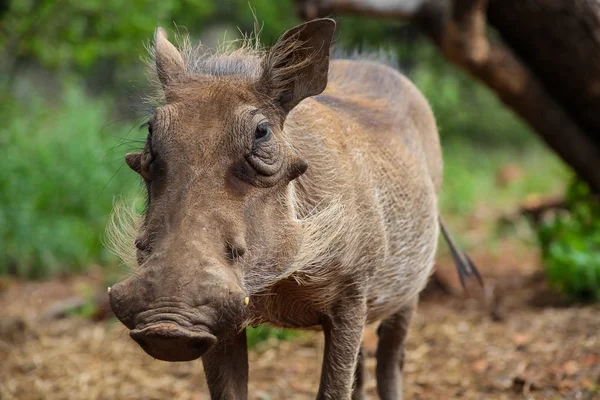 Güney Afrikalı vahşi Warthog rezerv oyun
