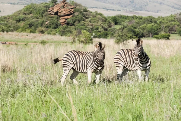 Szavanna Fotózta Dél Afrikai Szafari Két Afrikai Zebrák Game Reserve — Stock Fotó