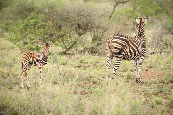 Afrika Zebra Anne Buzağı Fotoğraflandı Safari Güney Afrikalı Bir Oyun — Stok fotoğraf