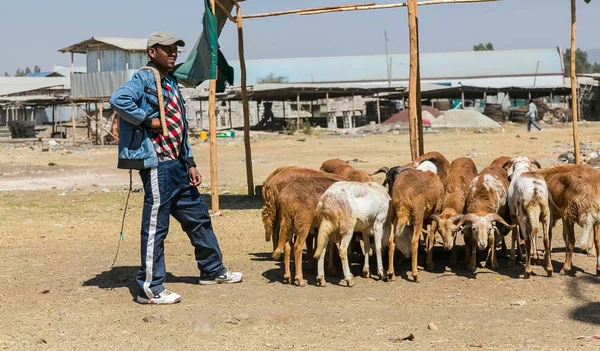 Addis Ababa, Etiyopya, 30 Ocak 2014, yol kenarında satış keçi adam