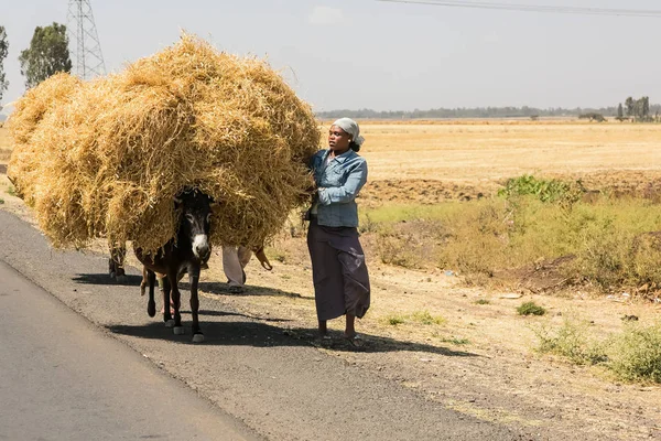 Addis Ababa, Etiyopya, 30 Ocak 2014, nohut çiftçi mallarını eşek tarafından taşınması
