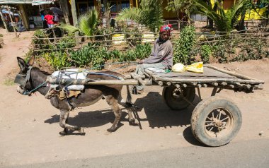 Addis Ababa, Etiyopya, 30 Ocak 2014, Afrikalı kadın Addis Ababa, gelişmekte olan ülke taşıma yöntemi eteklerinde bir eşek arabası sürme