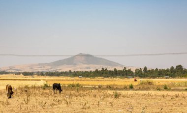 Addis Ababa, Etiyopya, 30 Ocak 2014, Etiyopya kırsal bir alanda otlayan inekler