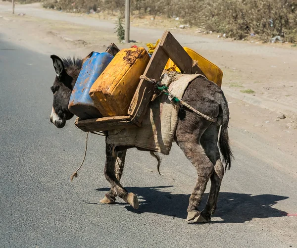 Su taşıyan kırsal Etiyopya Addis Ababa, Etiyopya, 30 Ocak 2014, eşek