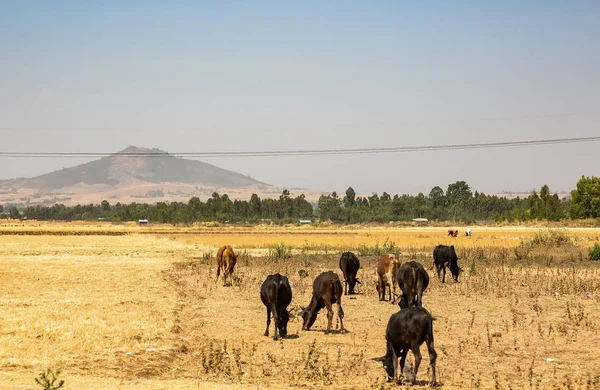 Addis Abeba Etiopía Enero 2014 Vacas Pastando Campo Etiopía Rural —  Fotos de Stock