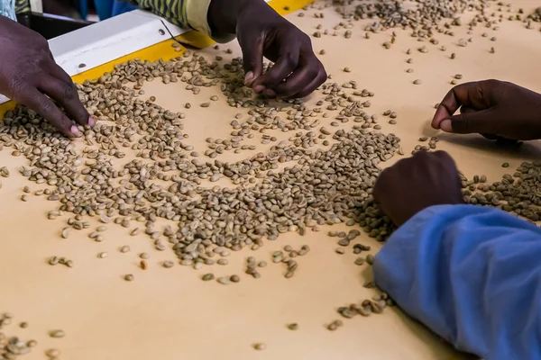 Close Workers Hands Picking Beans Production Line Coffee Bean Factory — Stock Photo, Image