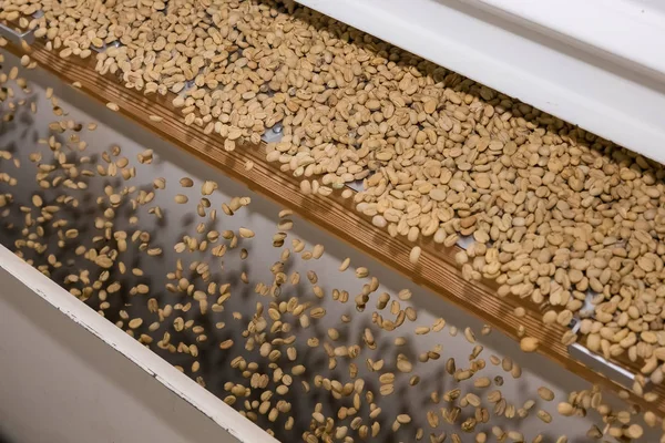 Raw Coffee Bean sorting and processing in a factory — Stock Photo, Image