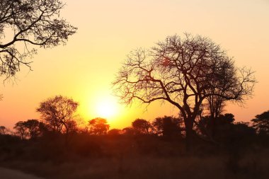 Güney Afrikalı bir oyun yedek Safari gün batımında dramatik manzarası