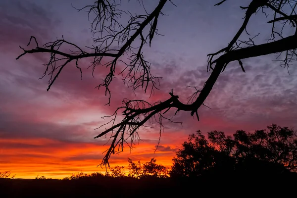 Dramatic Skyline Sunset South African Game Reserve Safari — Stock Photo, Image