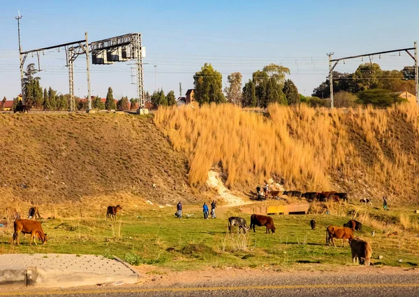 Joanesburgo África Sul Setembro 2011 Pastagem Suburbana Bovinos Soweto — Fotografia de Stock