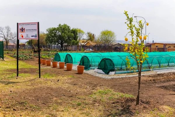 Johannesburg, South Africa, September 19, 2013, Government sponsored urban community vegetable garden in Soweto South Africa