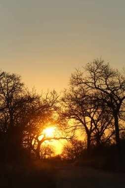 Güney Afrikalı bir oyun yedek Safari gün batımında dramatik manzarası