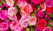 Картина, постер, плакат, фотообои "pink and purple roses for romantic valentines day flower display", артикул 231055446