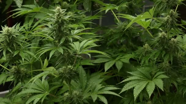 Cannabis Selbst Angebaut Medizinisches Marihuana Einem Garten Einem Regnerischen Tag — Stockvideo