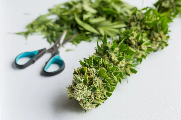 Close Van Vers Geoogste Medische Marihuana Cannabis Met Zijn Bladeren — Stockfoto