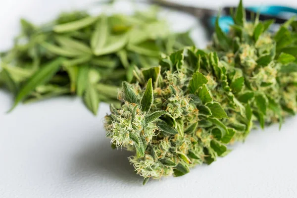 Taze Hasat Tıbbi Marijuana Esrar Kapalı Kirpik Yaprakları Ile Yakın — Stok fotoğraf