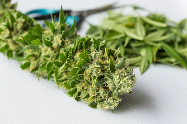 Zbliżenie Świeżo Zebranych Marihuany Konopi Jej Liście Dołu Zostaje Przycięta — Zdjęcie stockowe