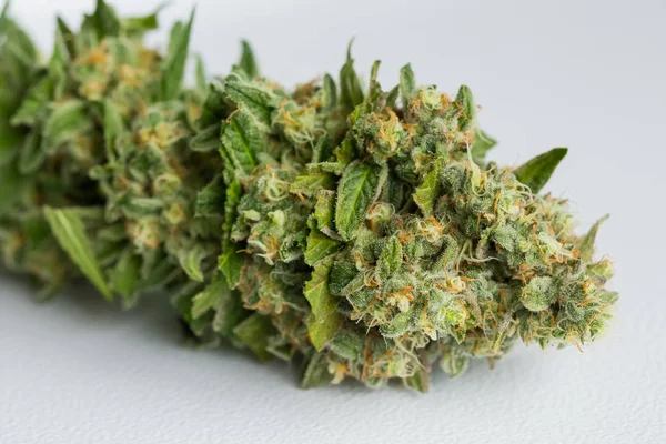 Närbild Makro Nyskördade Medicinsk Marijuana Cannabis Med Sina Blad Som — Stockfoto