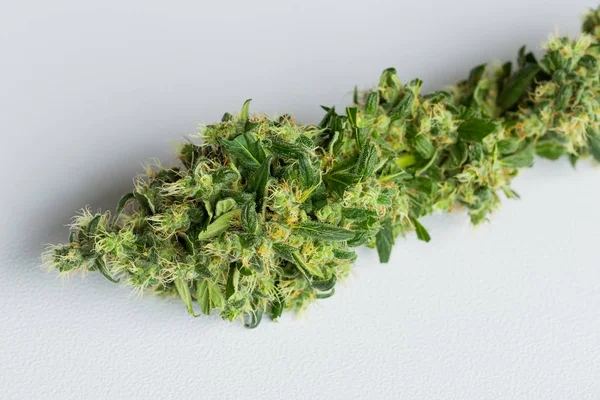 Frissen Betakarított Orvosi Marihuána Kannabisz Levelei Leáll Makró Közelről — Stock Fotó
