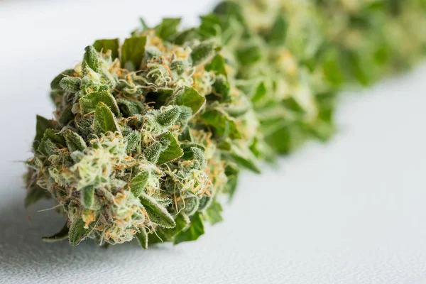 Makro Taze Hasat Tıbbi Marijuana Esrar Kapalı Kirpik Yaprakları Ile — Stok fotoğraf