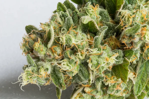 Makro Taze Hasat Tıbbi Marijuana Esrar Kapalı Kirpik Yaprakları Ile — Stok fotoğraf