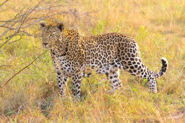 Bir Afrika Leopard, çimenlerde yalan Camouflaged vahşi kedi kapatın. Avcılık av savana üzerinde. Nesli tükenmekte olan hayvanların korunması. Afrika'nın korunan türler