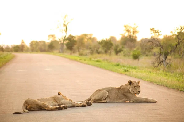 Leões Africanos Uma Estrada Uma Reserva Caça Sul Africana — Fotografia de Stock