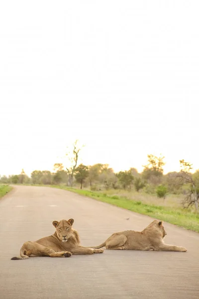 African Lions in a road in a South African Game Reserve