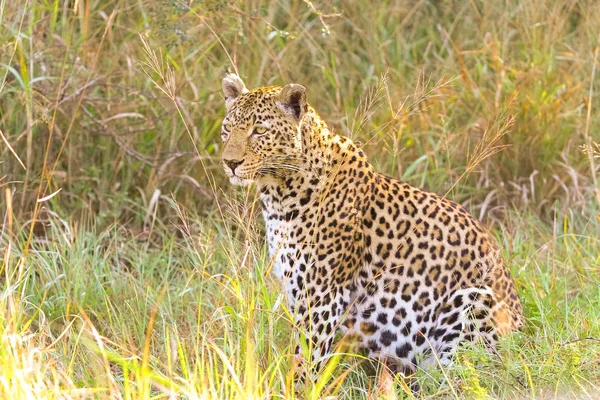 Gros Plan Léopard Africain Chat Sauvage Camouflé Couché Dans Herbe — Photo