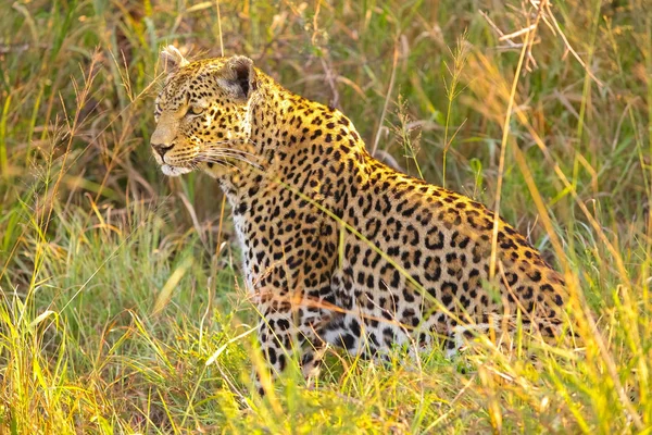 Primo Piano Leopardo Africano Gatto Selvatico Mimetizzato Sdraiato Sull Erba — Foto Stock