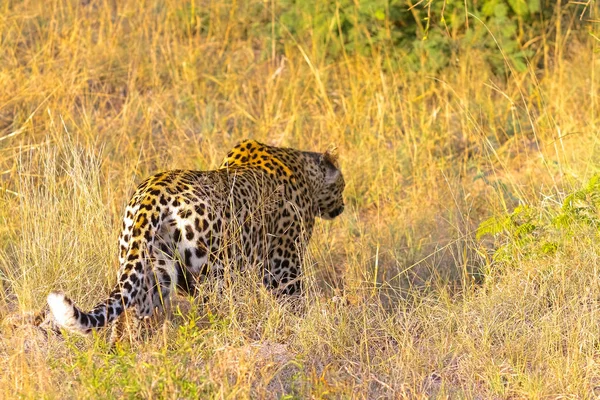 Κοντινό Πλάνο Της Μια Αφρικανική Λεοπάρδαλη Camouflaged Άγρια Γάτα Ξαπλωμένο — Φωτογραφία Αρχείου