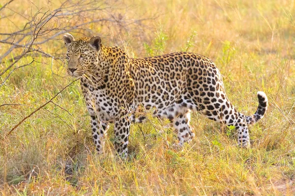 Крупный План Африканского Леопарда Камуфляжной Дикой Кошки Лежащей Траве Охота — стоковое фото