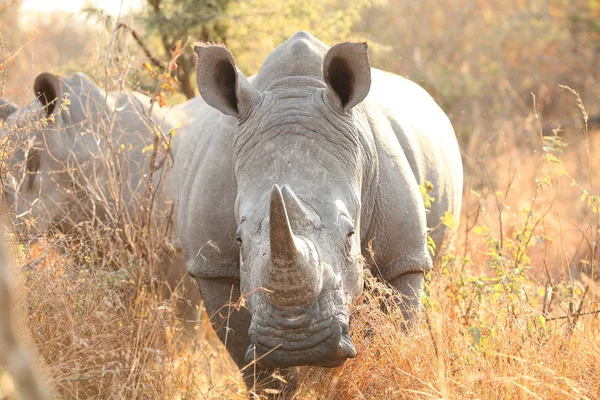 非洲白犀牛在南非野生动物保护区的狩猎之旅 — 图库照片
