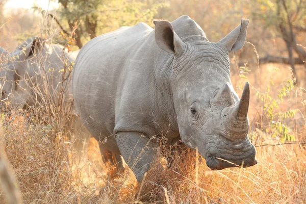 Fehér Rhino Afrikai Szafari Egy Dél Afrikai Game Reserve — Stock Fotó