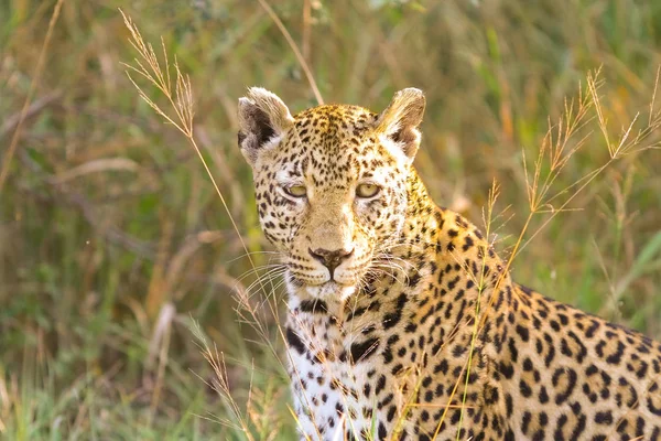 Close Leopardo Africano Gato Selvagem Camuflado Deitado Grama Caçar Presas — Fotografia de Stock