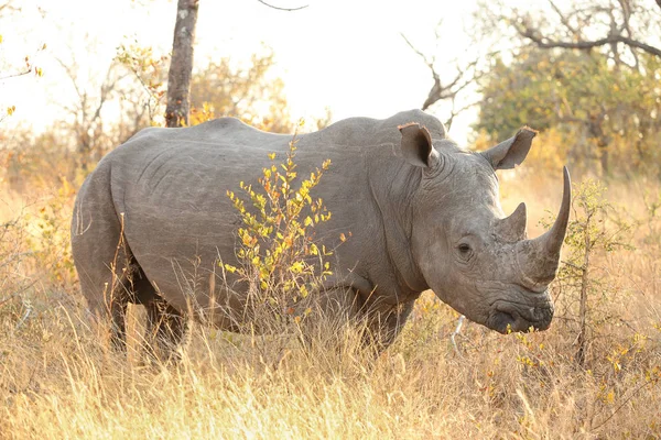 Fehér Rhino Afrikai Szafari Egy Dél Afrikai Game Reserve — Stock Fotó