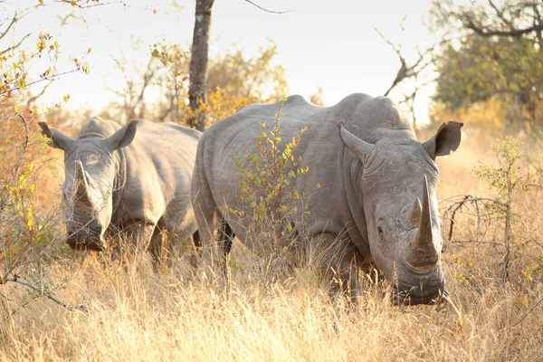 非洲白犀牛在南非野生动物保护区的狩猎之旅 — 图库照片