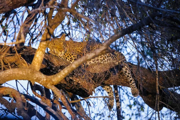 African Leopard sleeping in a tree at sunset on safari in a South African Game Reserve