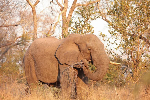 Afrikaanse Olifanten Safari Zuid Afrikaans Wildpark — Stockfoto