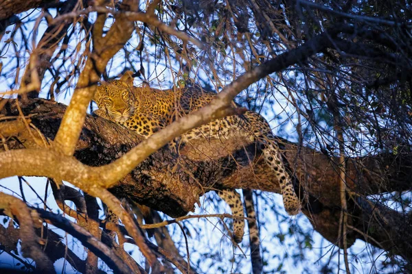 African Leopard sleeping in a tree at sunset on safari in a South African Game Reserve