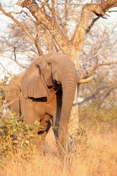 Elefantes Africanos Safari Reserva Caça Sul Africana — Fotografia de Stock